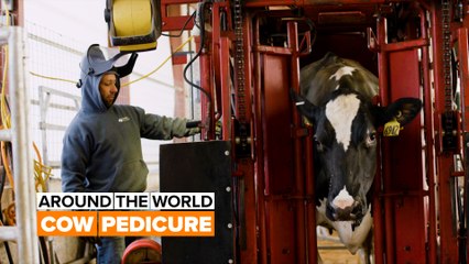 Around the world: These cows get special treatment