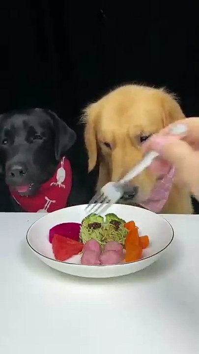 The Daily Life Of Two Cute Dogs.