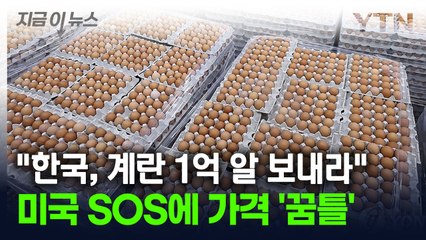 "한국, 계란 1억 개 보내라"...미국 도우려다 국내 시장 날뛸 위기 [지금이뉴스] / YTN