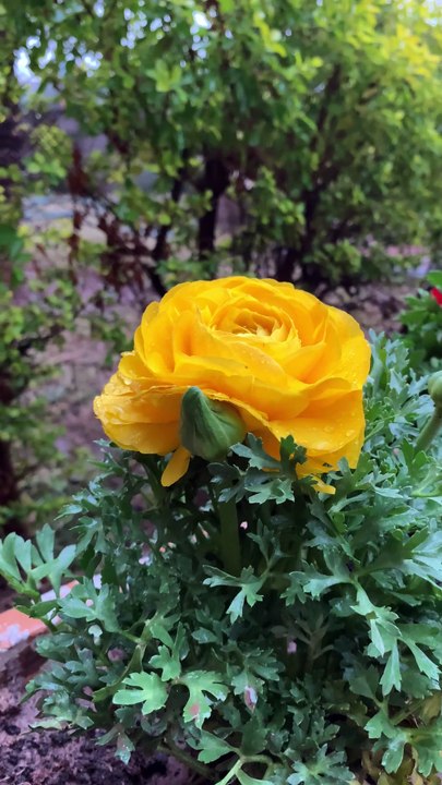 Beautiful Yellow Rose