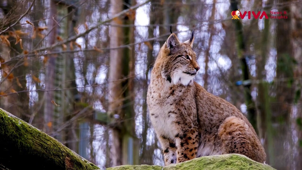 Bak Tentara Kiriman Tuhan, Kucing Lynx Gurun Serang IDF