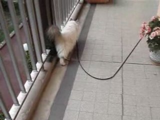 4 Mai 2008 YOTA SUR LE BALCON.... 029