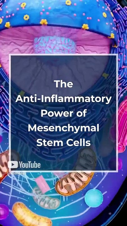 Anti Inflammatory Power of Mesenchymal Stem Cells #Exosomes #MSCs #Primarycells