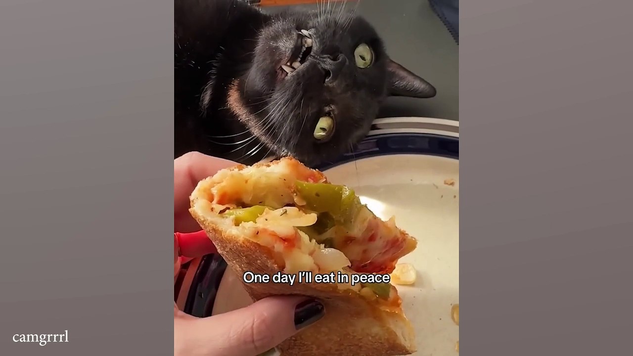 Most Dramatic CATS on Earth 😂 Funny Cats Videos 2025 |Hilarious Collection | Funniest Pranks Compilation | Try Not to Laugh Challenge!