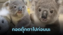 โคอาลาติดแม่ จับมาชั่งน้ำหนักเลยต้องเอาตุ๊กตามาแทนชั่วคราว