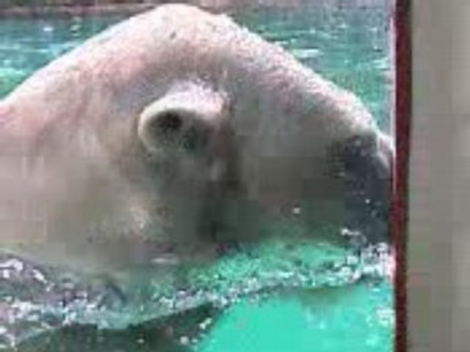 zoo amneville - mes cousins les ours blanc