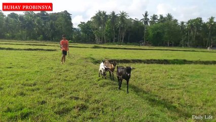 Daily Life: Buhay Probinsya - Tugway sa Kanding sayo sa kabuntagon