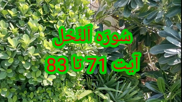 Surah An Nahl | quran verses | quran recitation | Tilawat e quran | an nahl recitation |