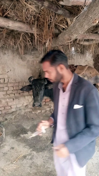 Buffalo
