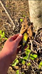 Come toward Allah pak 🤎 Quran pak Tarjum