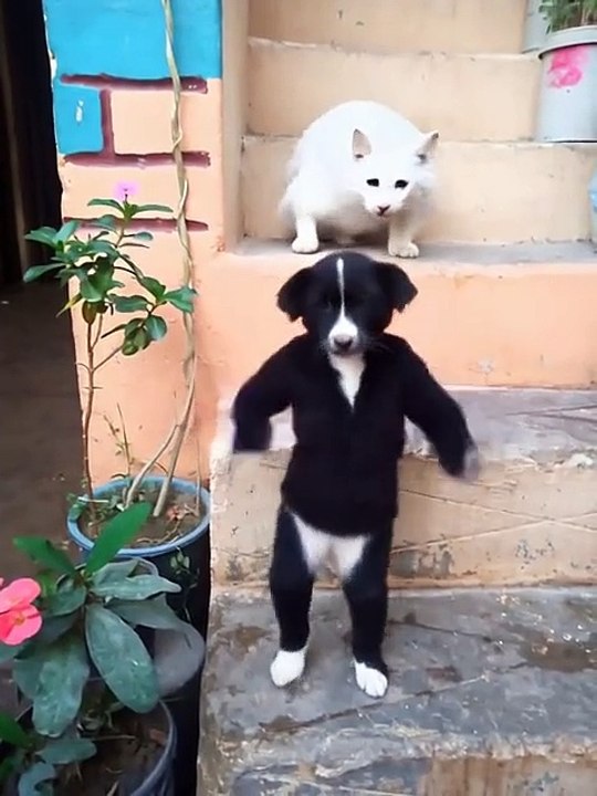 Funny videos