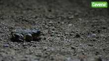 Migration des batraciens: les bénévoles en opération sauvetage