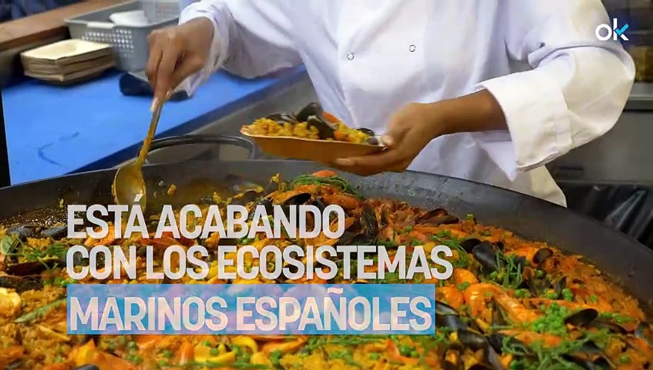 Te lo comes en la paella, pero es una especie invasora que está acabando con los ecosistemas marinos españoles
