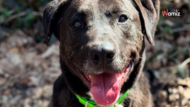 Après plusieurs années de box, ce chien a changé de refuge pour avoir plus de chances... mais cela ne fonctionne pas