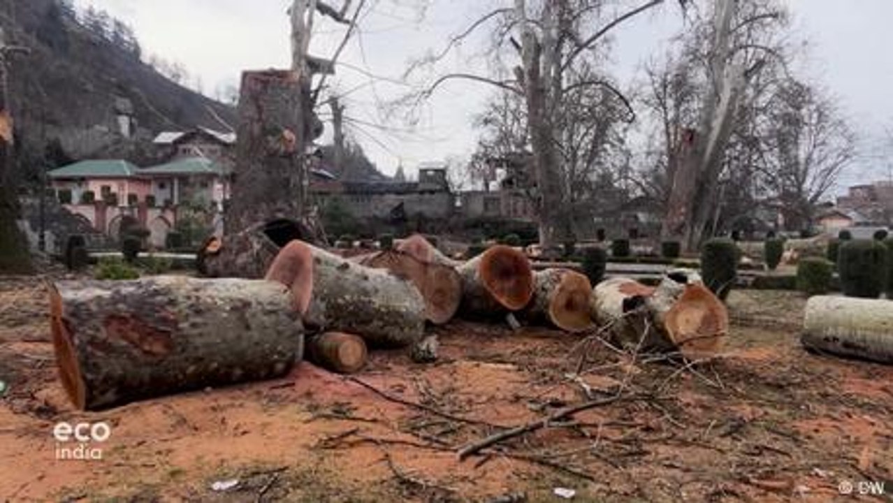 The race to save Kashmir's iconic chinar trees