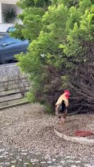 Galo resiste a tempestade