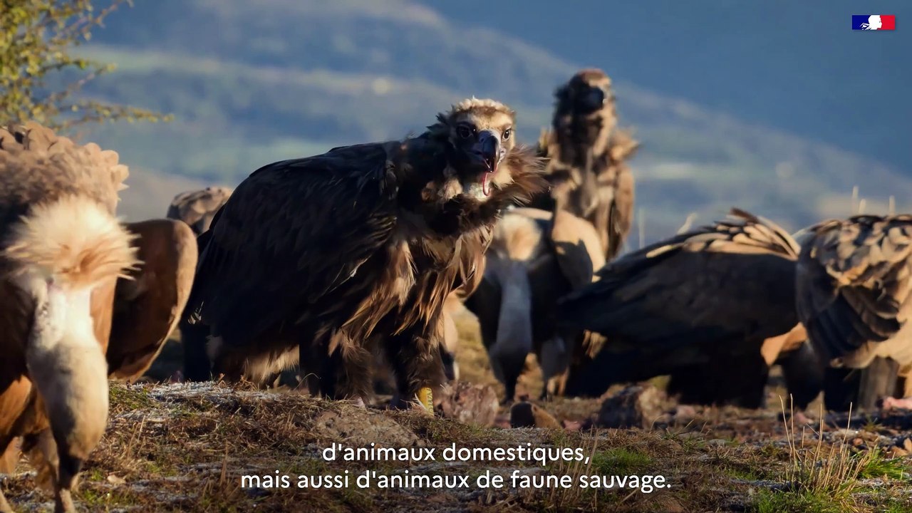 DREAL Occitanie - Plan National D'Action - #6 Le vautour moine