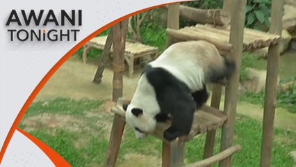 AWANI Tonight: Countries extend giant panda loan agreement