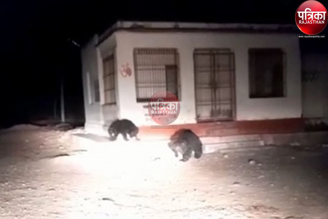 रात के अंधेरे में कार के आगे अचानक आए दो भालू, फिर क्या हुआ, देखें पूरा वीडियो...