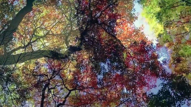 Travail des CAP PSR Ulis avec l'artiste Anaël Alaoui Fdili