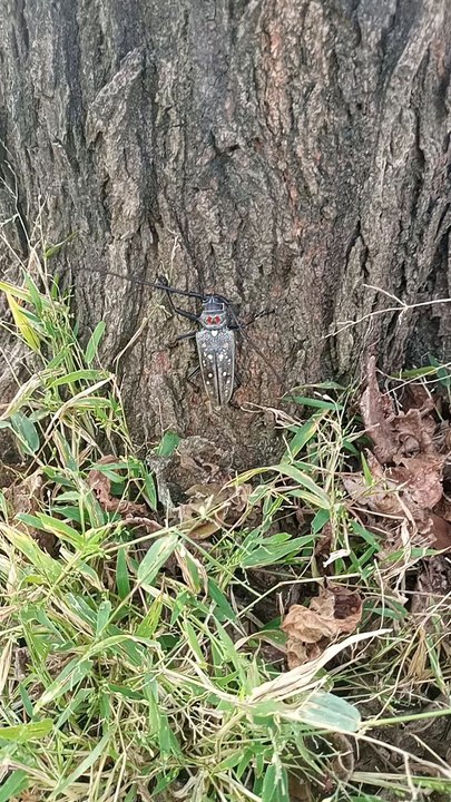 insect