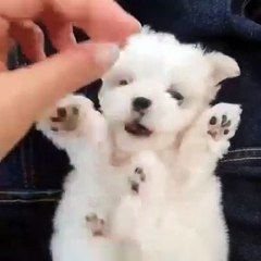 Cute Little Bichon Frise Pup Ready For a new home