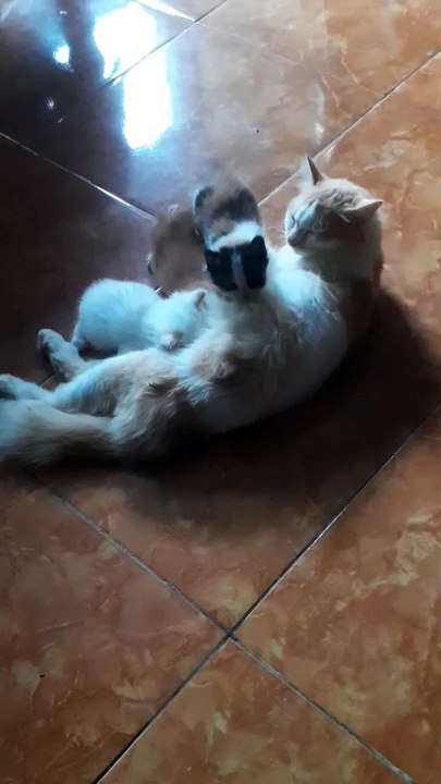 Mother Cat Breastfeeding#cat#catlover#pet