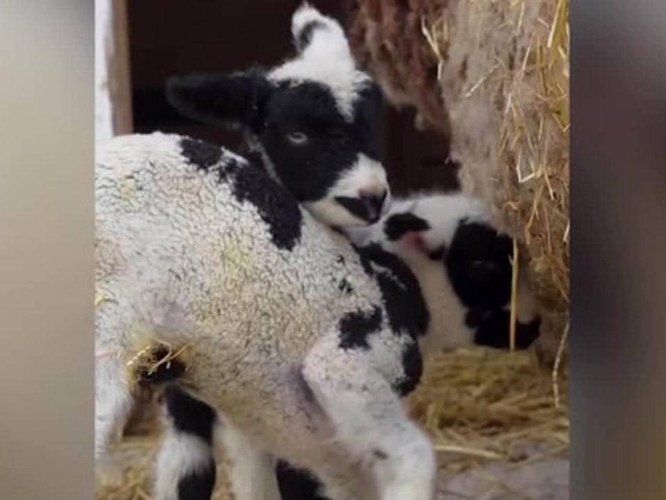 Babyglück am Feiertag: Zoo begrüßt neugeborene 'Superhelden'-Lämmer