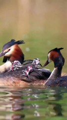 drăguțe mici fabulos