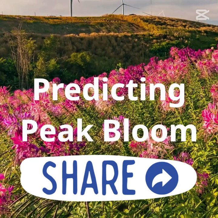 Washington Cherry Blossom Peak Bloom update  DC's Cherry Blossom Reach Stage 5 Puffy white blossom