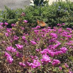 Painted Lady Butterflies