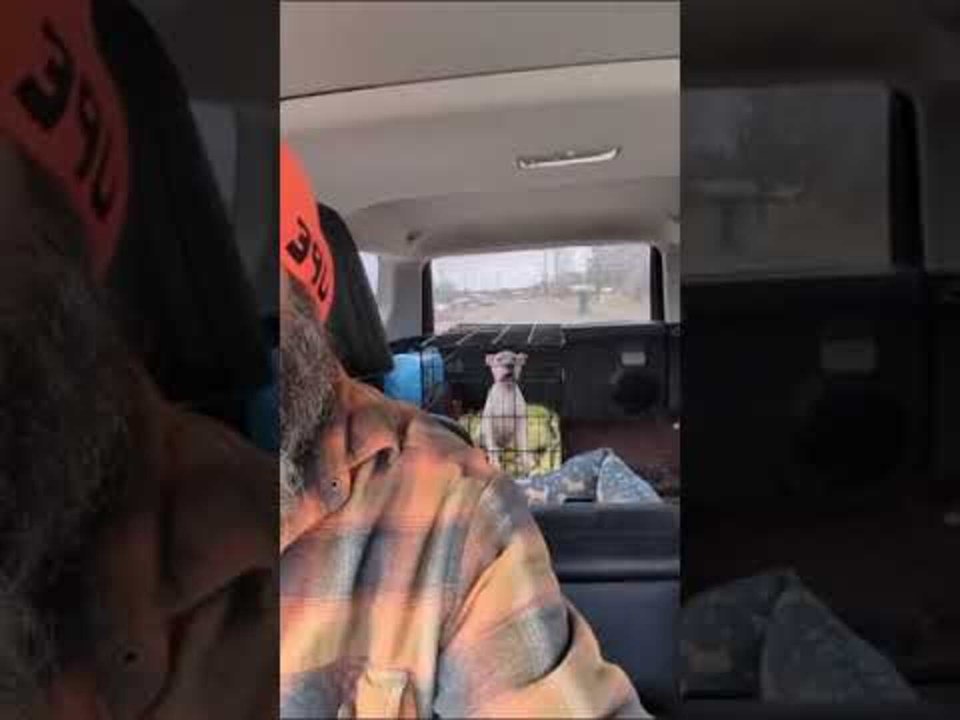 Adorable Puppy Gets Upset Over Vet Visit