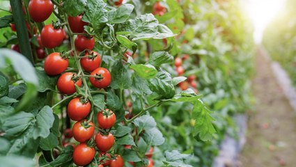 Stop Throwing Away the One Ingredient That'll Make Your Tomato Sauces Even Tomato-ier