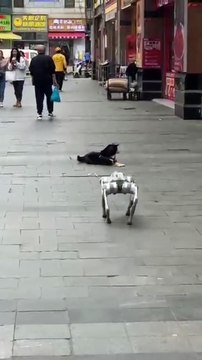 Anjing robot vs anjing