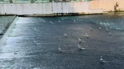 Mesmerising footage shows herons standing motionless in flowing lake