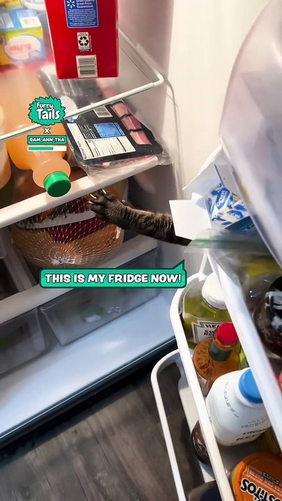 Lach dich schlapp mit Lustige Pfoten Ч. 2