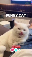 Try not to laugh challenge impossible part 52025 #tiktok