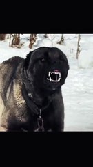 Saleemoffical presentation -scary dog #dog