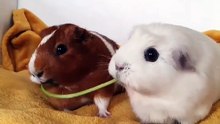Saleemoffical presentation - Guinea pigs.#pigs