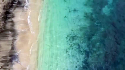 "Welcome to Wildlife Odyssey: Explore the Wild