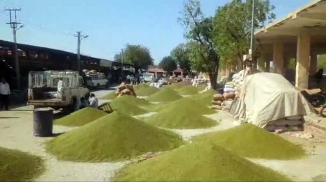 जीरे के बढ़े भाव, एक ही दिन में करीब 50 करोड़ का जीरा मण्डी में पहुंचा