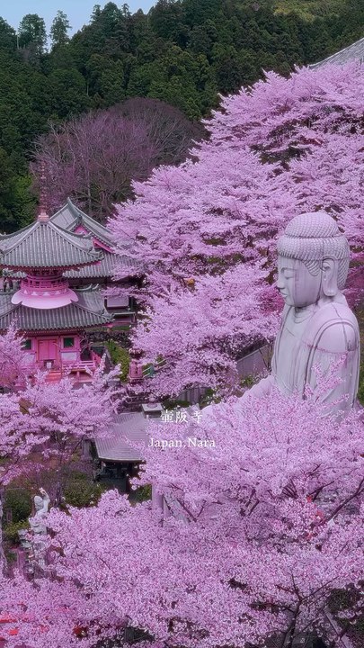 Saleemoffical presentation -Tsubosaka Shrine #japan #trip.