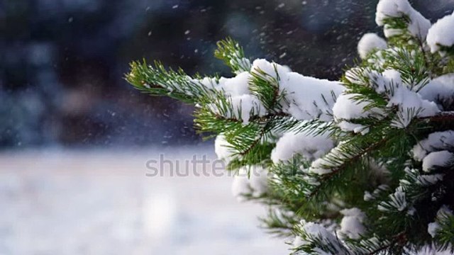 stock-footage-heavy-snow-falling-on-a-korean-mountainash