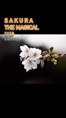 Cherry Blossoms in Japan