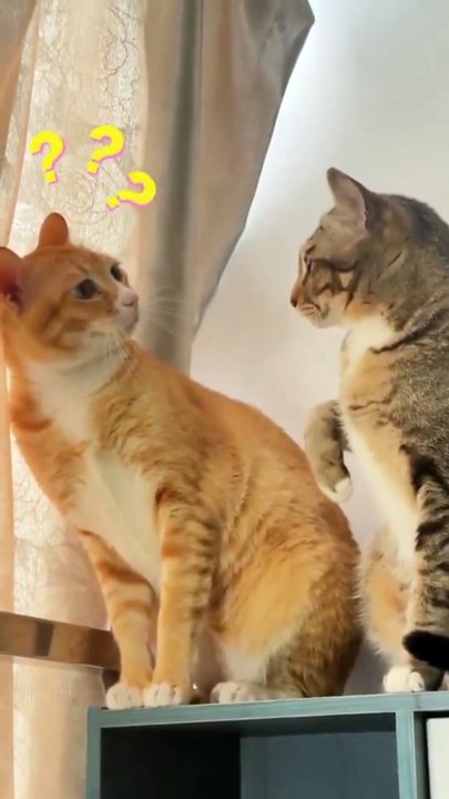 Saleemoffical presentation - what you are saying #cat