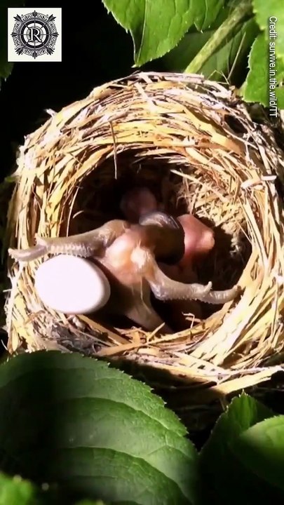 Brood Parasitism - A Reproductive Strategy or Nest Takeover