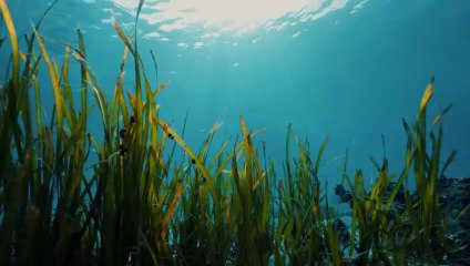 وصلت عند قبائل البجاؤ -يعيشون تحت الماء بلا اكسجين