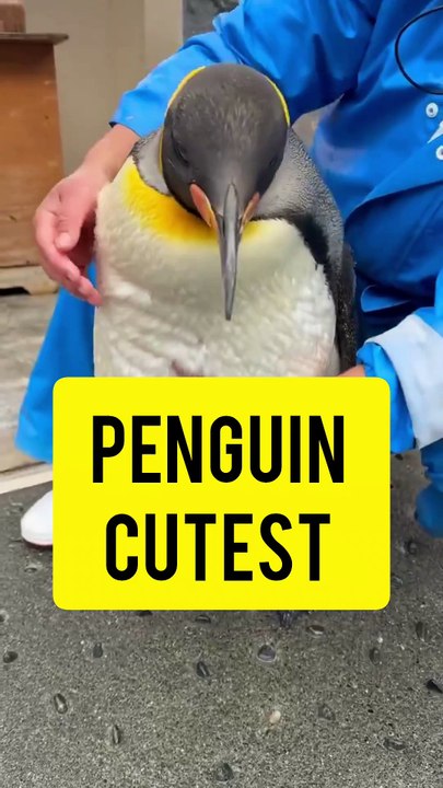 Saleemoffical presentation - penguin #amazing