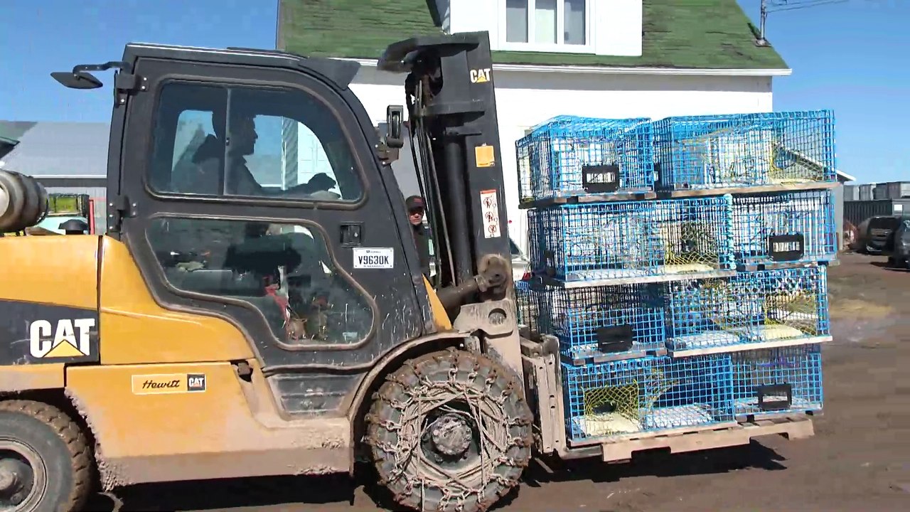 Crabe des neiges : contre vents et marées