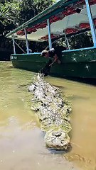 Look at this Tall crocodile 🐊 in river #travel #wildlife